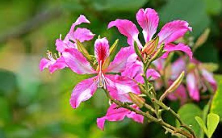 ऐसा पेड़ जिसके  फुल, फली, तना ,छाल  सभी  बेहद गुणकारी