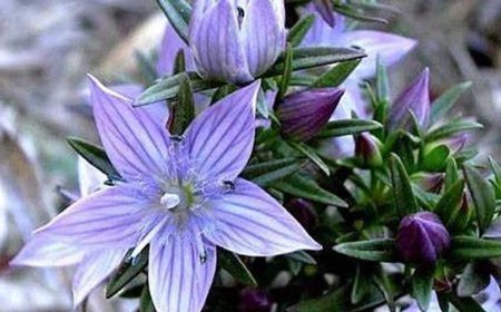 मोटापा और शुगर के लिए रामबाण हे चिरायता सेवन करना