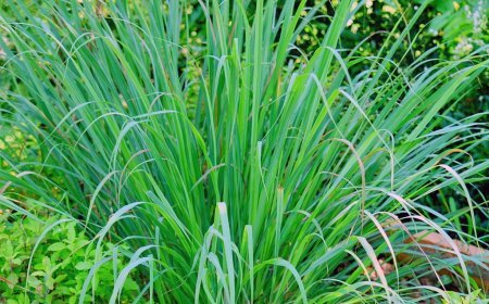 लेमन ग्रास की दो बूंद कम कर देगी कोलेस्ट्राल ! कैंसर और अन्य बिमारियों में भी रामबाण