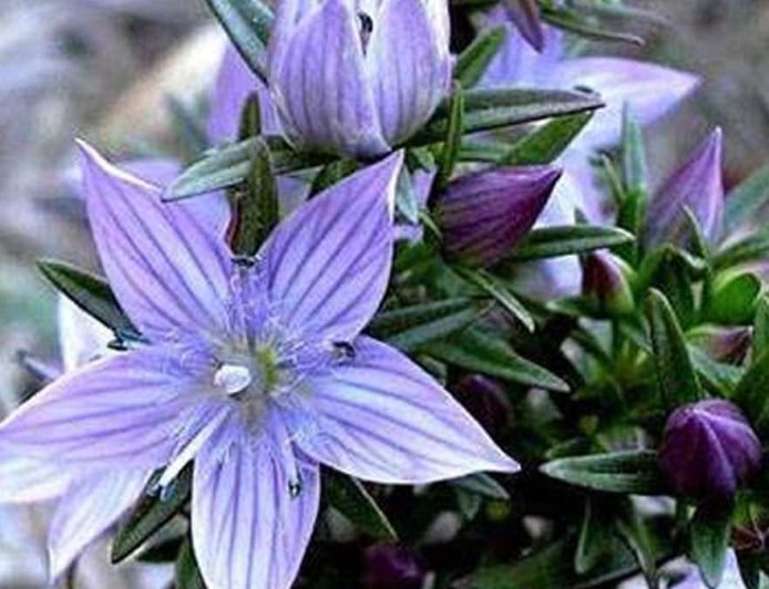 मोटापा और शुगर के लिए रामबाण हे चिरायता सेवन करना