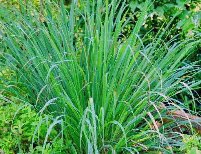 लेमन ग्रास की दो बूंद कम कर देगी कोलेस्ट्राल ! कैंसर और अन्य बिमारियों में भी रामबाण